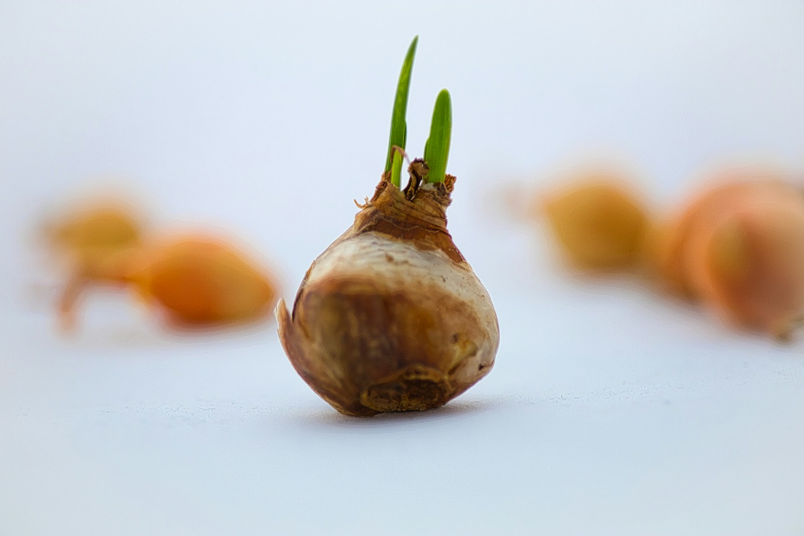 a close up of a garlic plant on a white surface