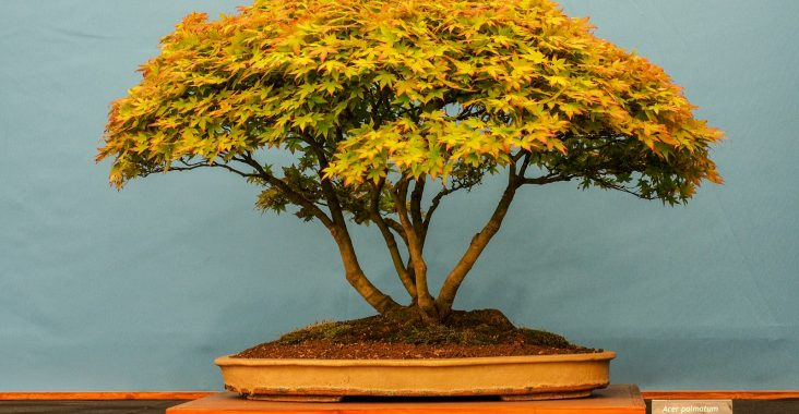 yellow leafed tree painting